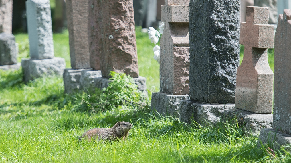 Resolution reached at Notre-Dame-des-Neiges Cemetery after months long labour dispute