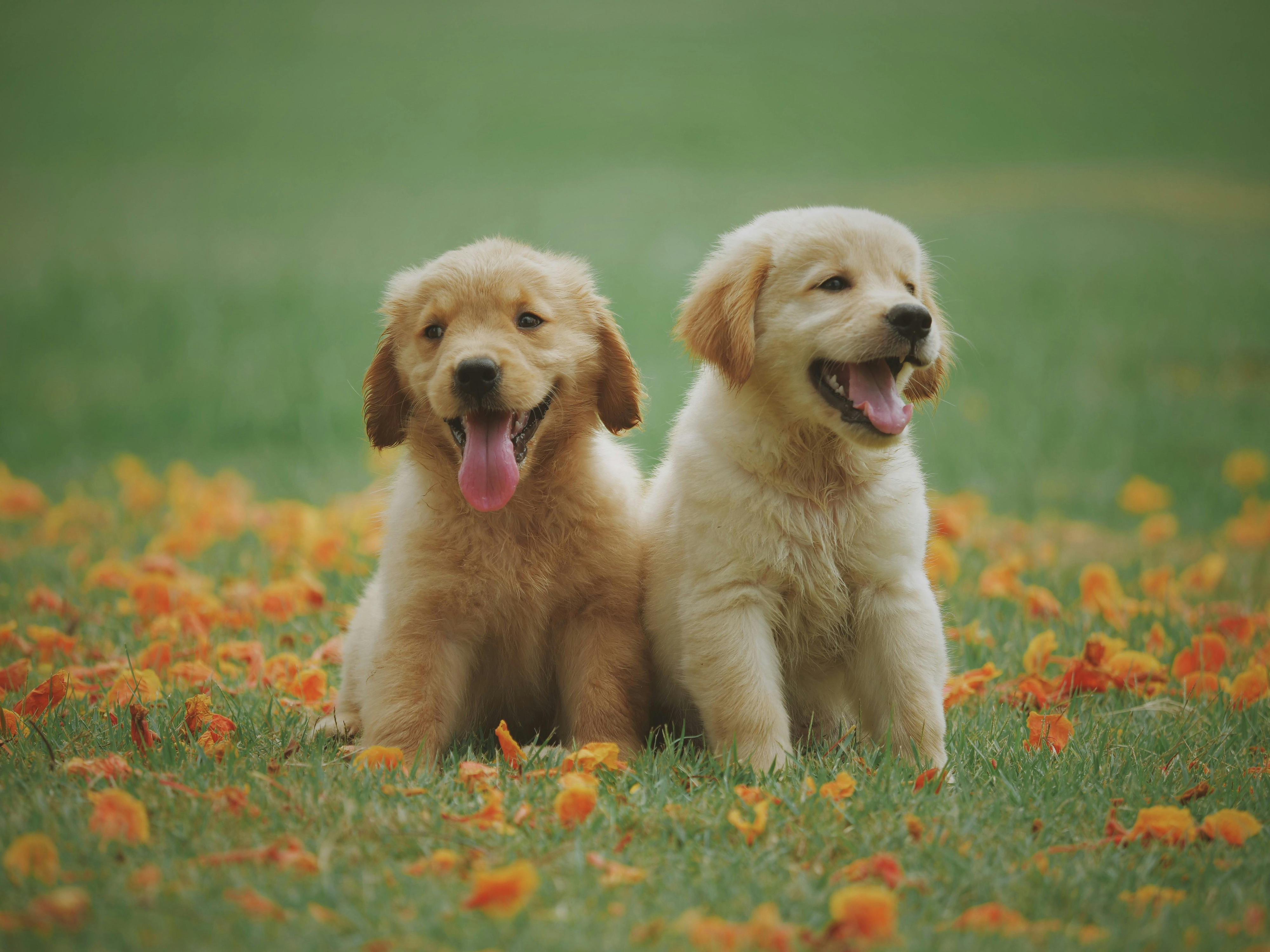 Dr. Madeleine Tremblay - Holistic Ways of Caring for Our Pets