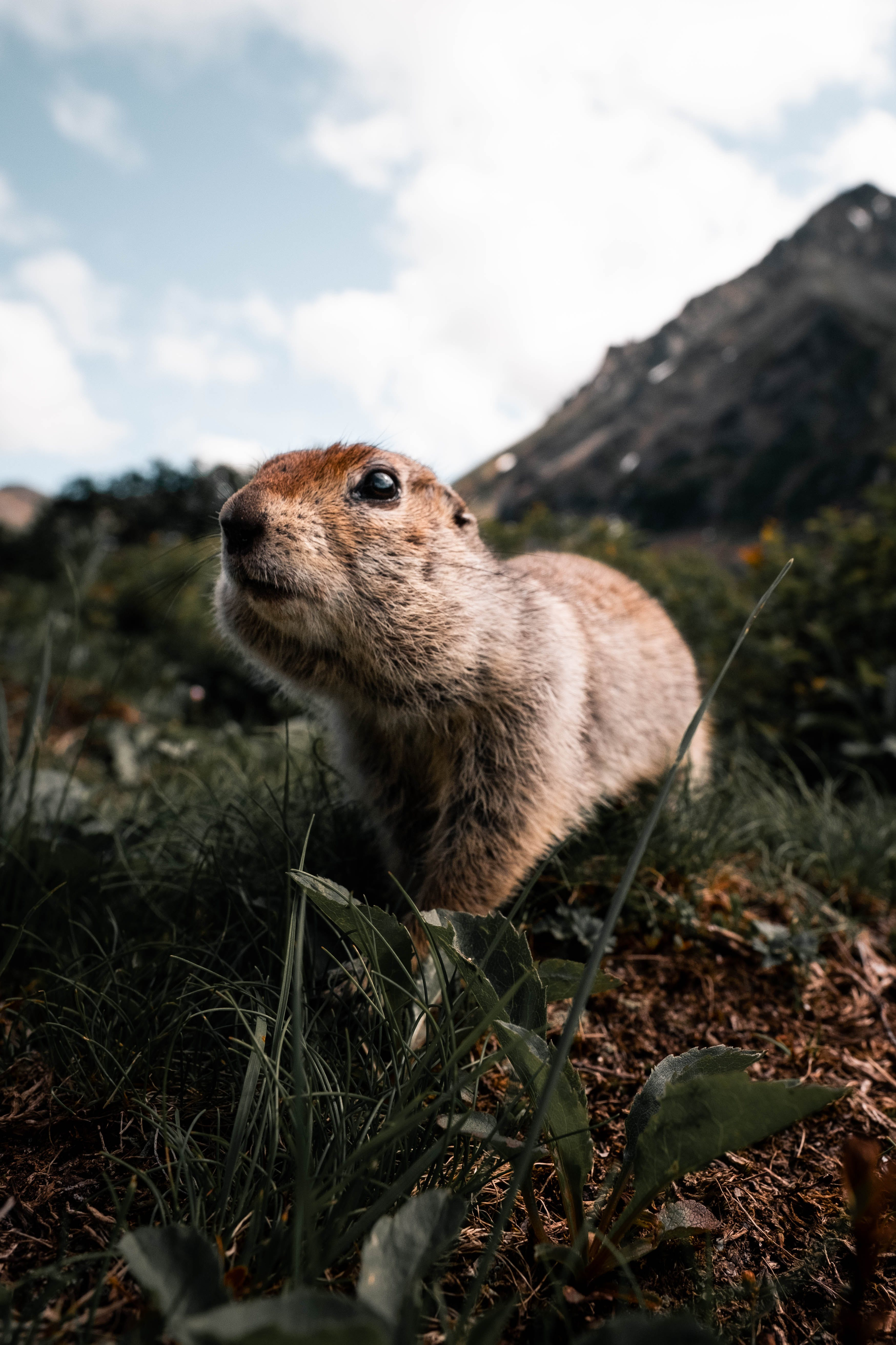 An awesome resource for Groundhog day