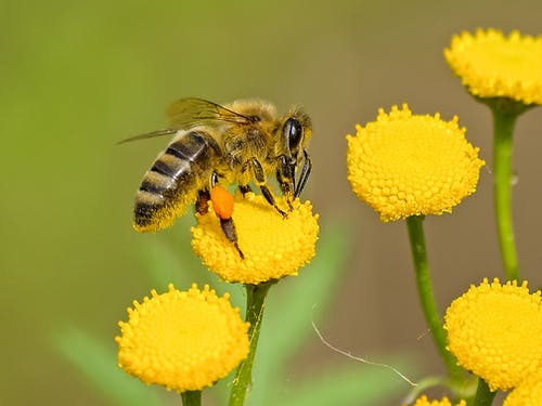 Why are bees climbing mountains?