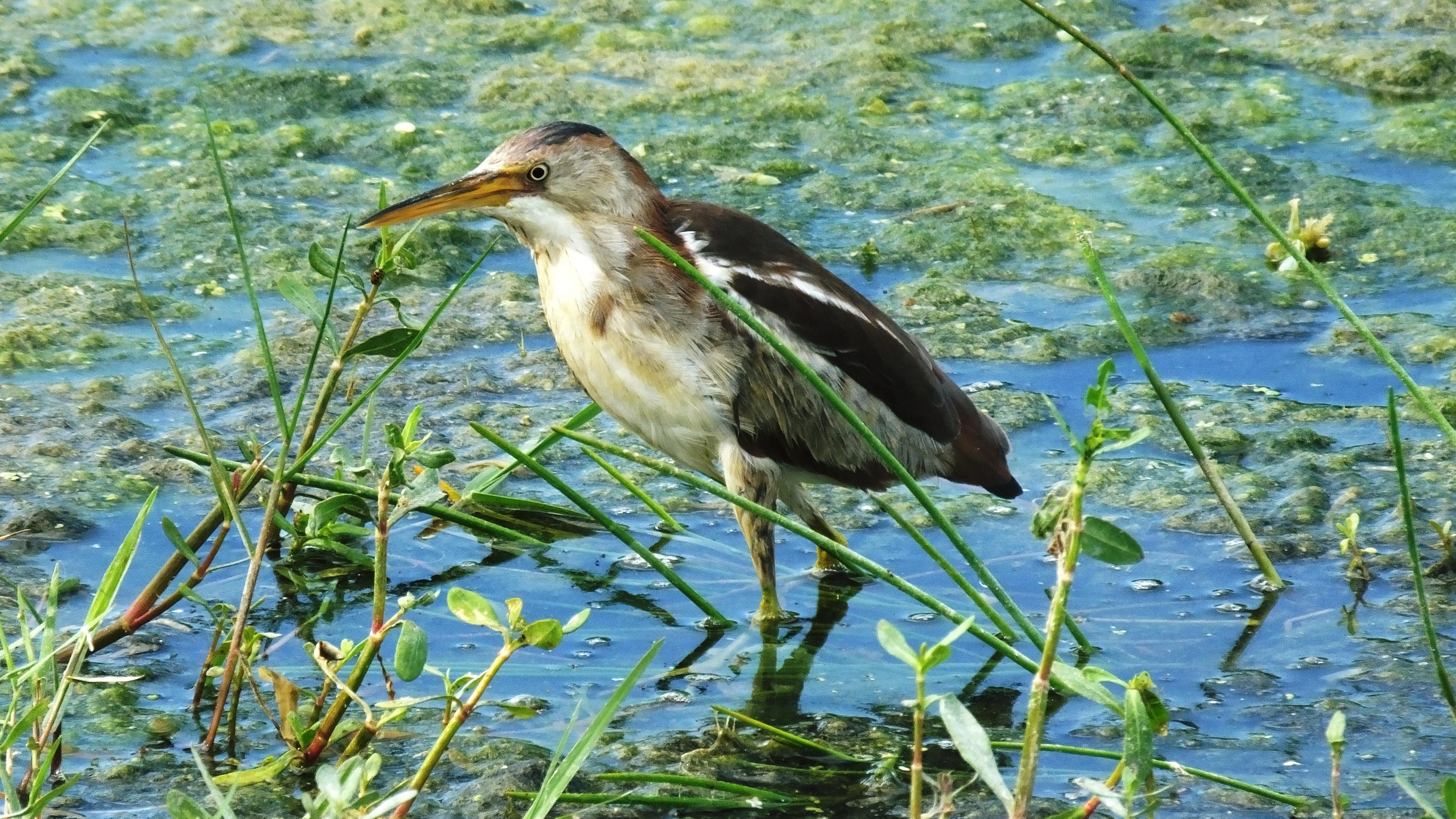 Montreal birds are in danger of losing their home near the Trudeau airport