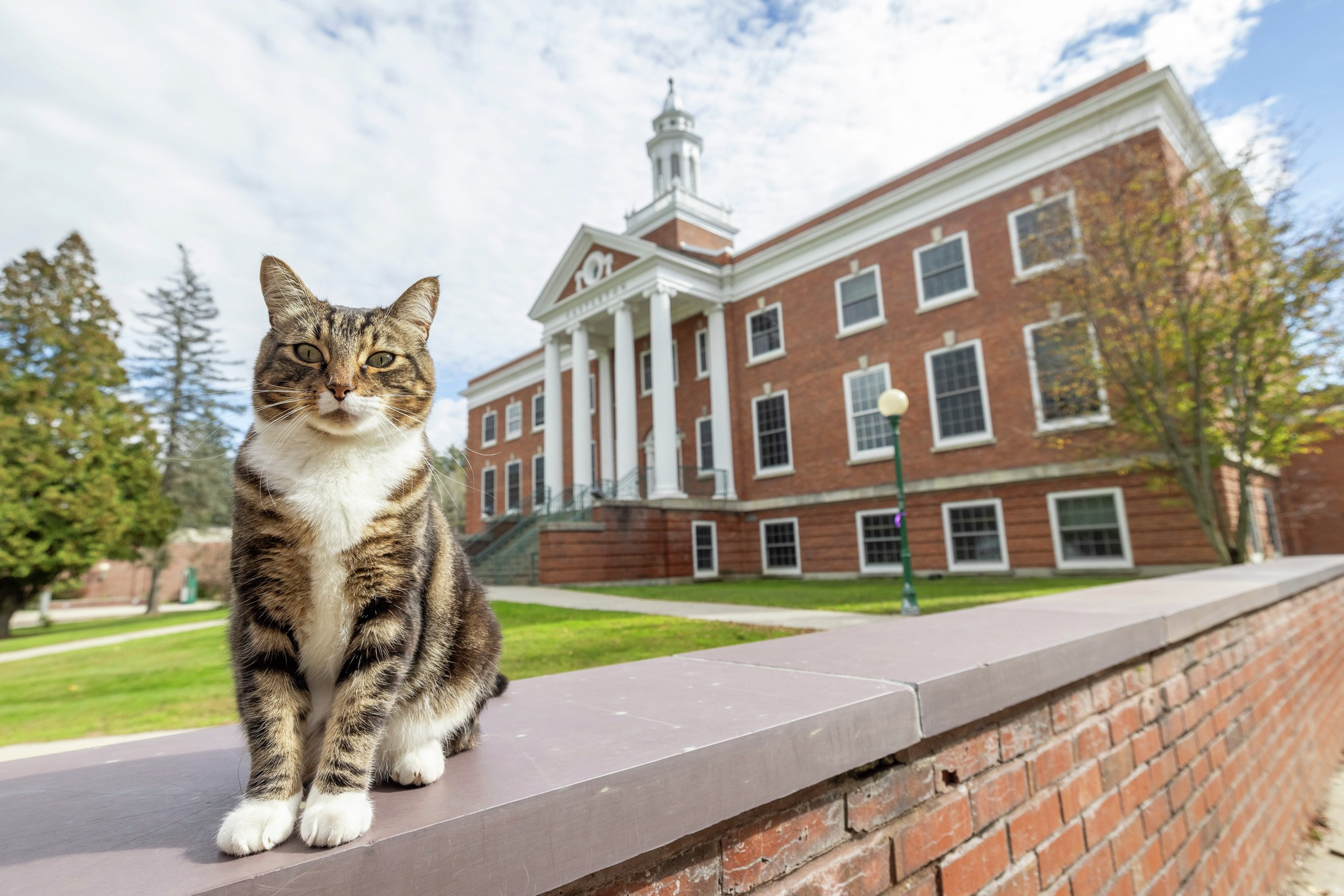 This Vermont cat has received an honorary degree of ‘litter-ature’