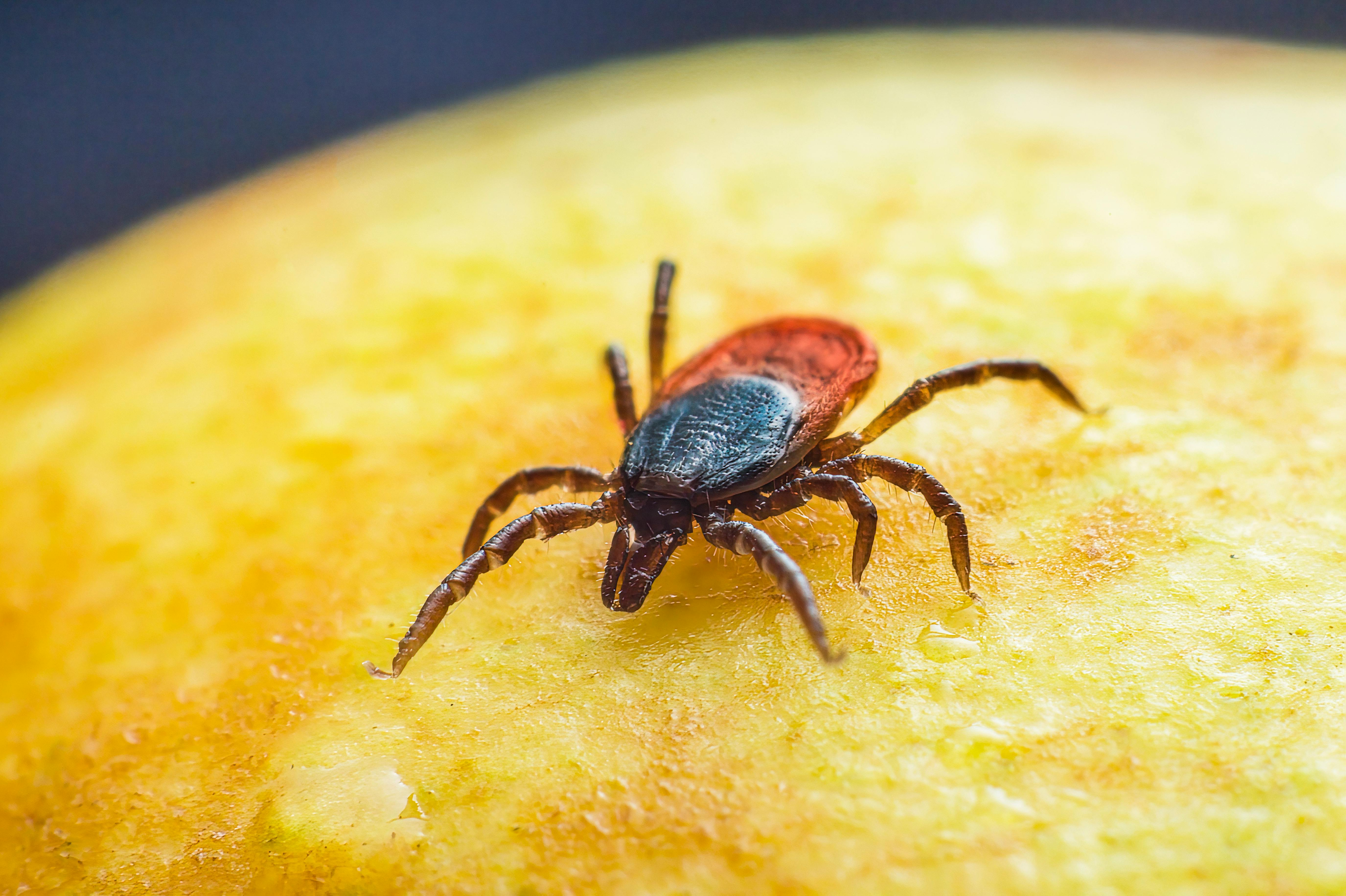 Ticks have made their way up to Montreal. Here's what you need to know