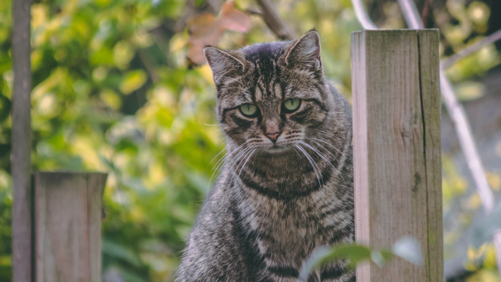 Spay and neuter group says Hawkesbury area overwhelmed by abandoned cat colonies