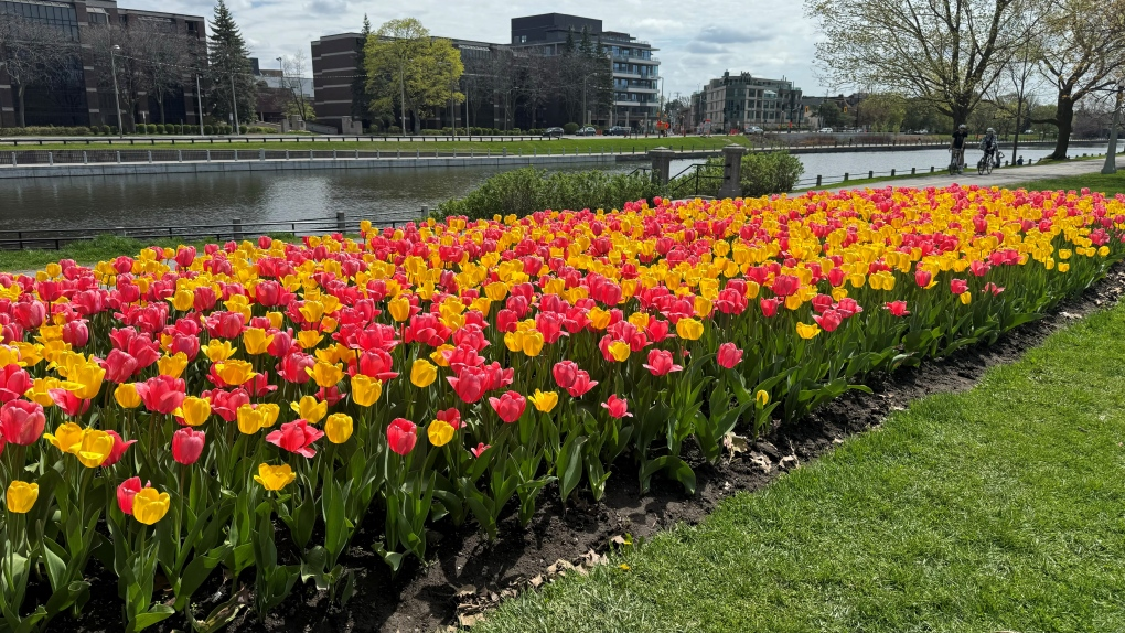 OAW: The Canadian Tulip Festival kicks off today for its 72nd edition