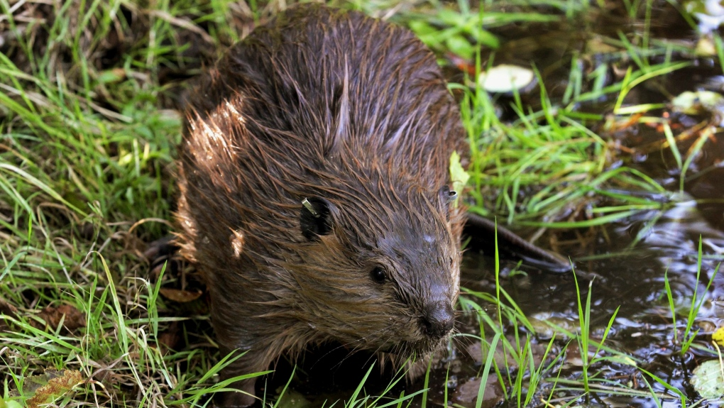 Beaver dam-nation? Reaction to Ottawa trapping rule recommendations