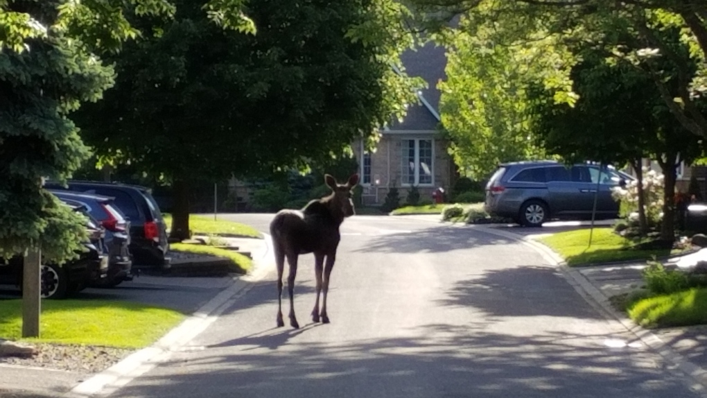 New developments coming on city wildlife strategy