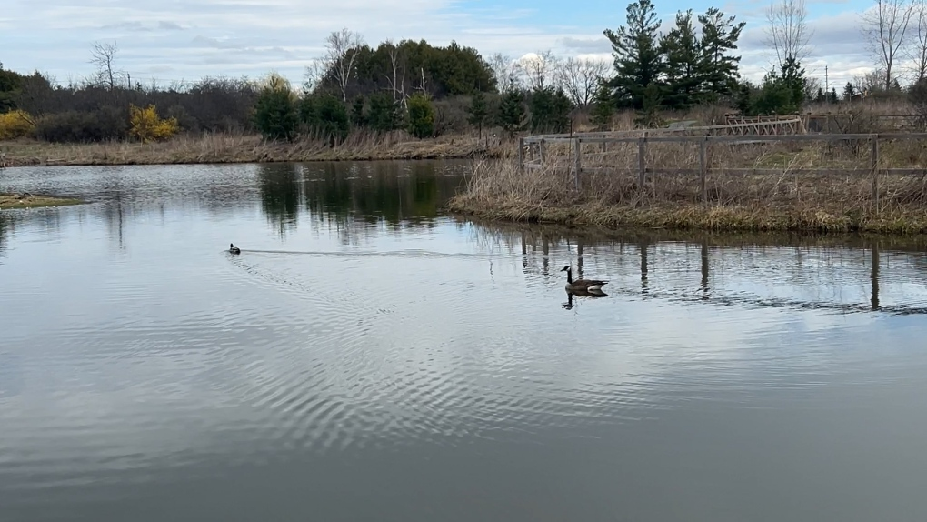 OAW: Ottawa-Carleton Wildlife Centre on hopes for revamped city wildlife strategy