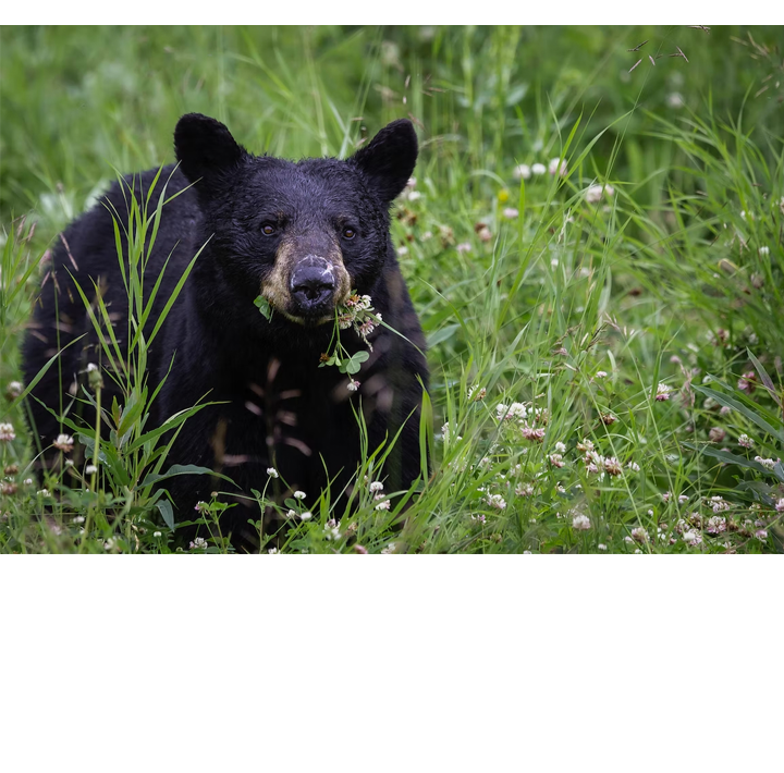 Bathurst Bear Spotting On The Rise - Here's What To Do If You Encounter One