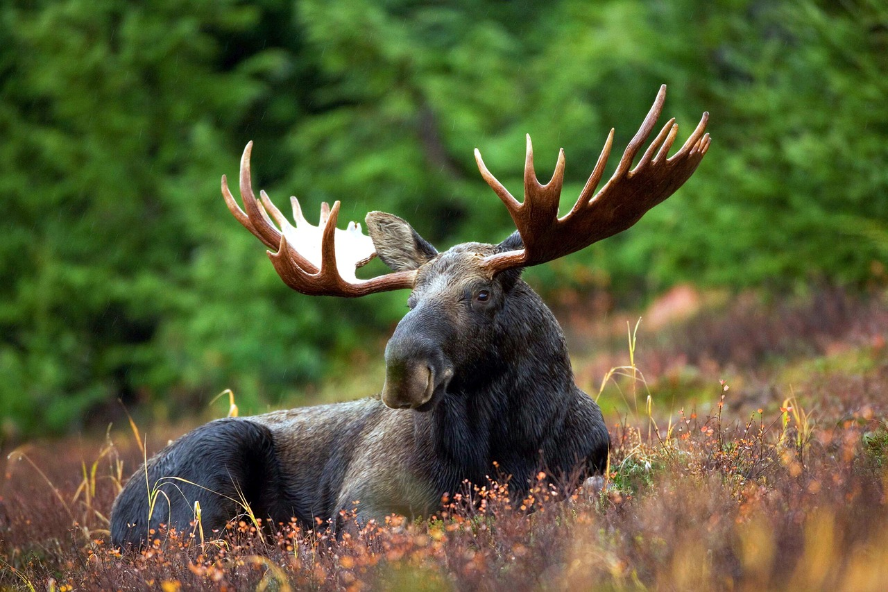 Moose Draw Applications Now Open In New Brunswick For 2024