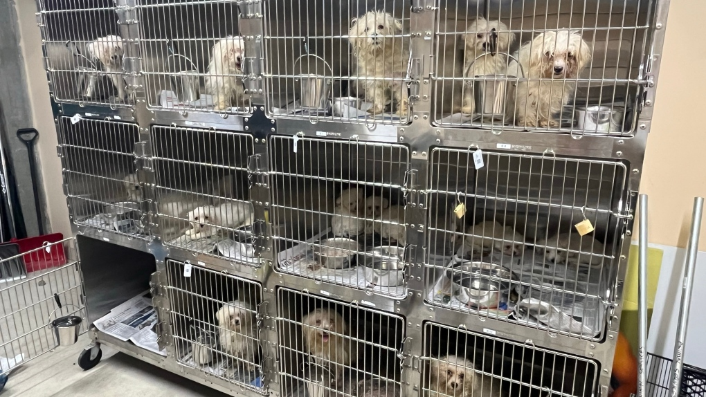There Are 68 Dogs In Winnipeg That Need Our Help!