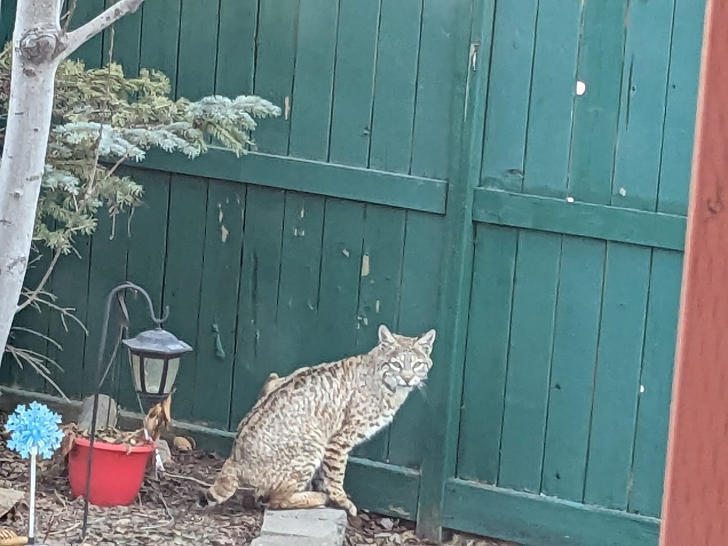 RIP Stumpy: North Calgary's 3 Legged Bobcat