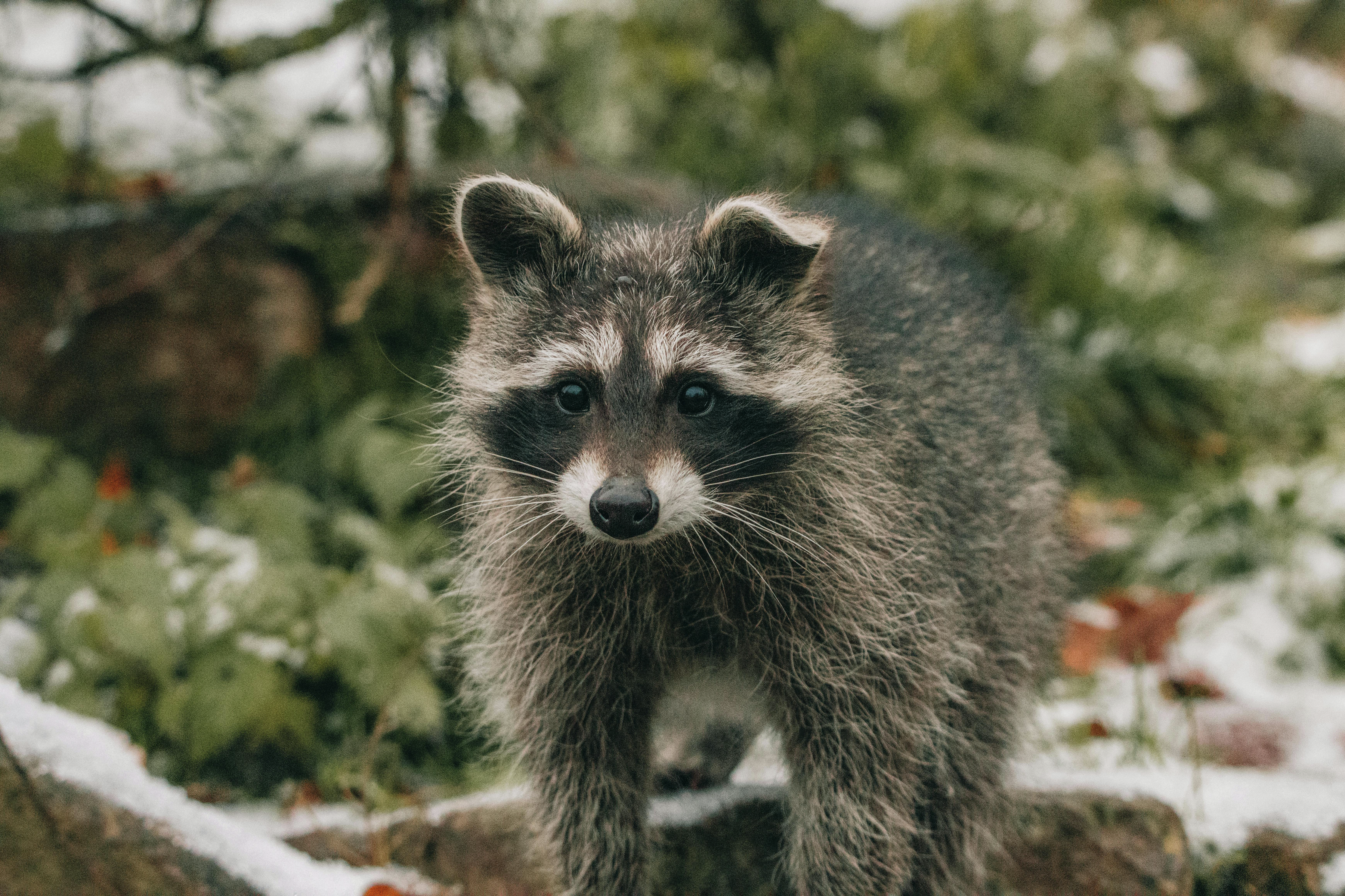 Toronto gets a raccoon park