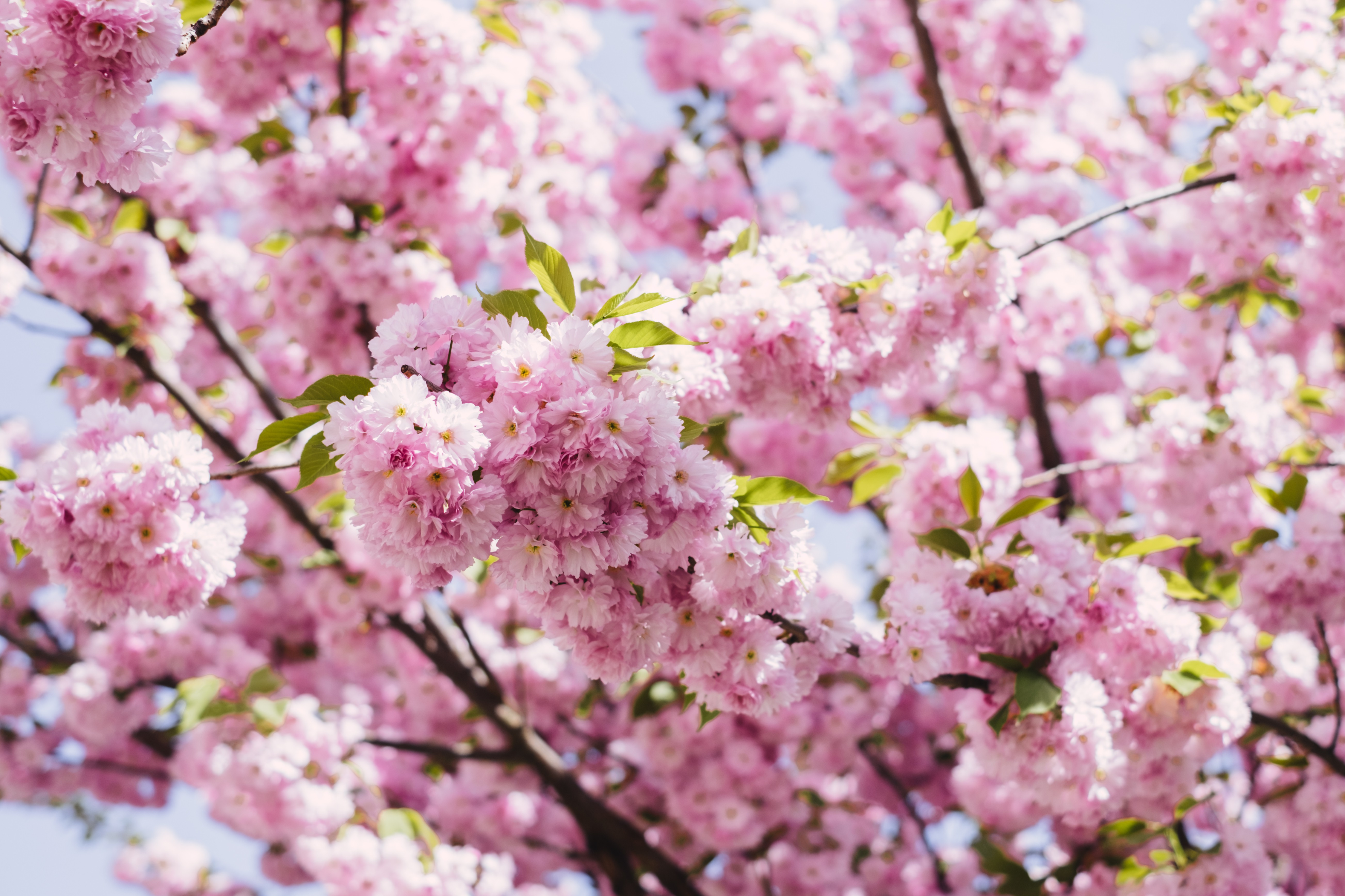 Halifax Has It's Own Iconic Cherry Blossom Row To Visit This Spring!