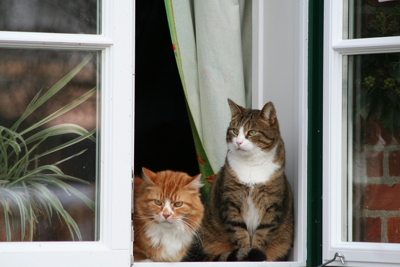 There’s  a 'Cat Tour' Happening in Halifax Next Month!