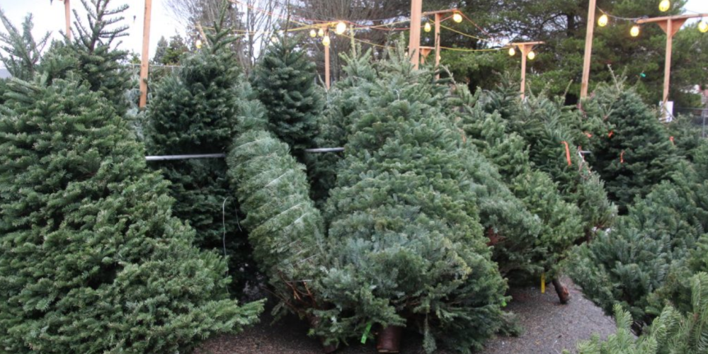 Christmas Trees Helping Mental Health In Ottawa