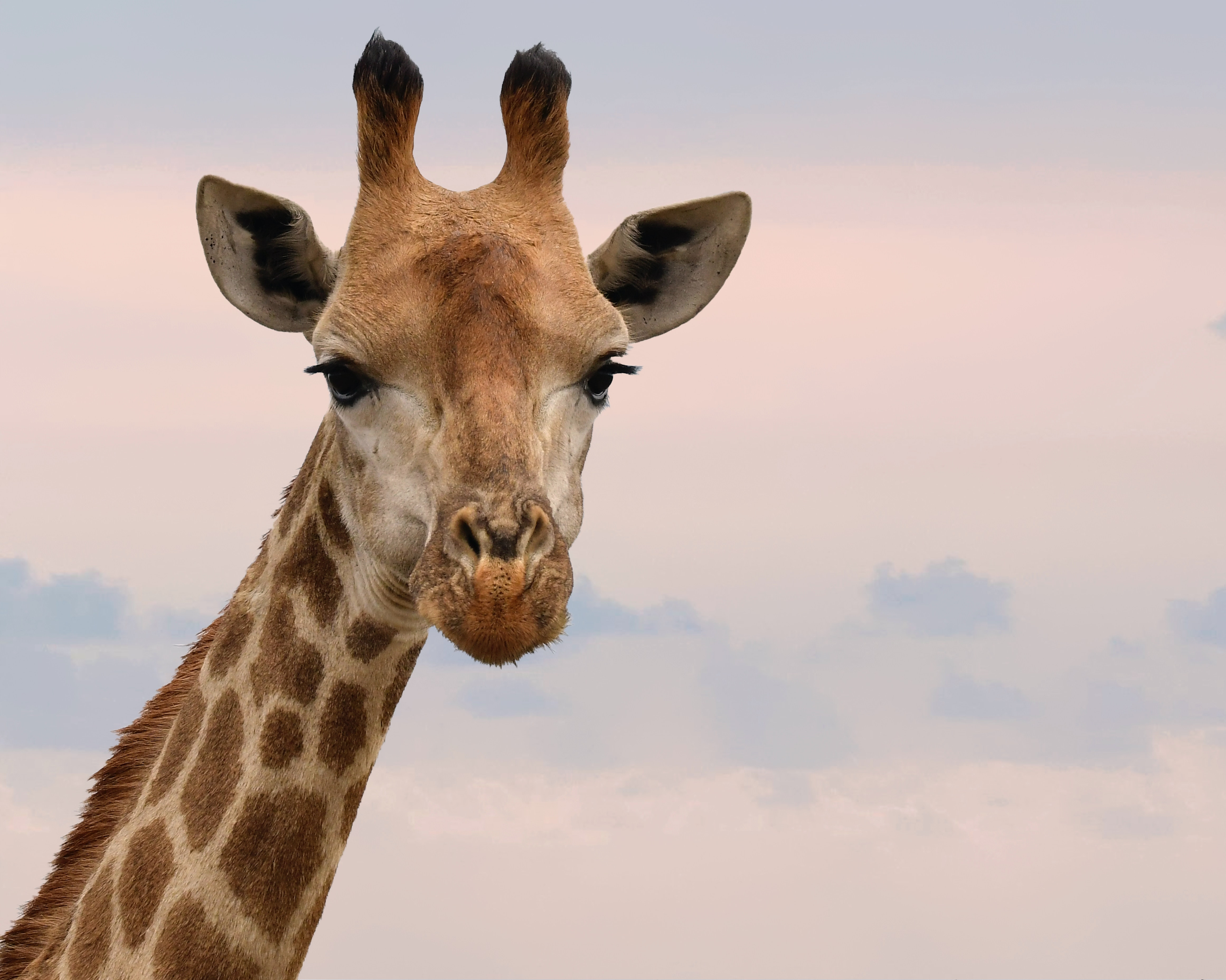 Woman caught with box of giraffe poop in suitcase at US airport...Here’s why