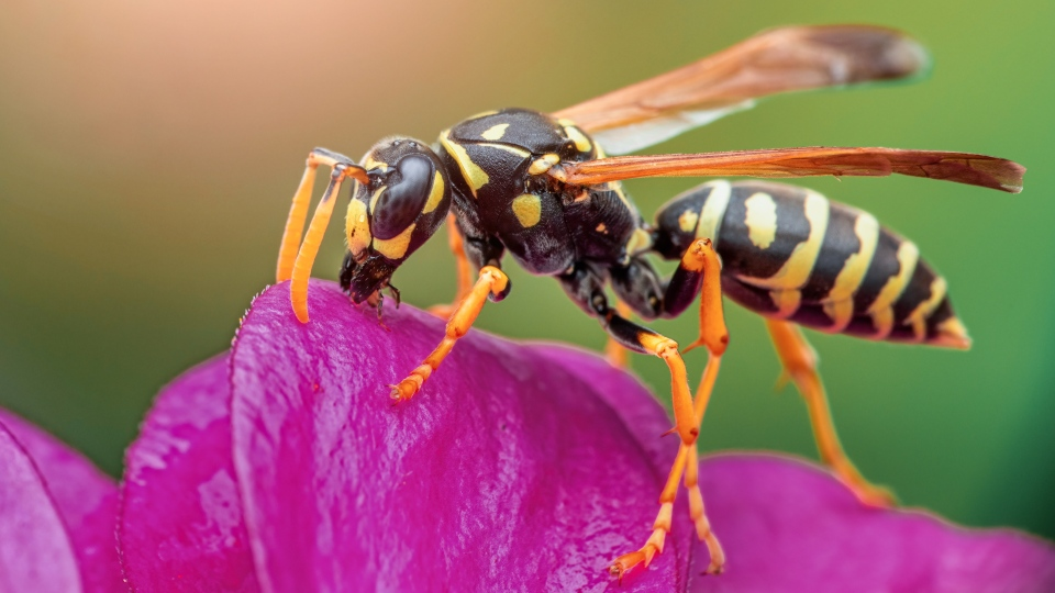 How to get rid of yellow jackets