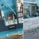 Deer breaks in and goes for a swim