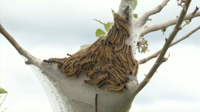Here's How To Deal With The Caterpillar Infestation In Grand Falls!