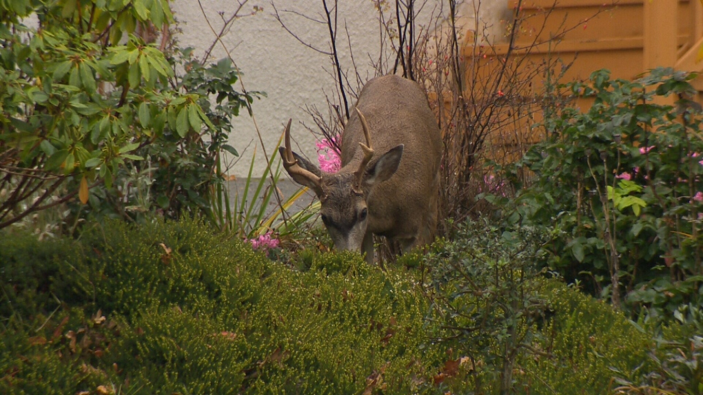 Adenovirus Hemorrhagic Disease Outbreak Likely Killed At Least 60 Gulf Island Deer