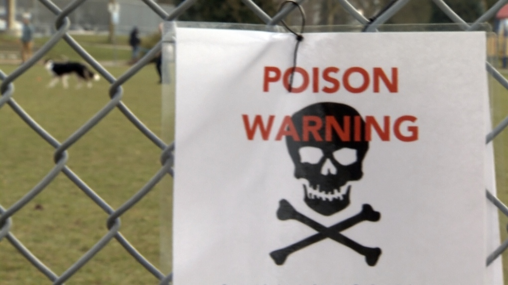 Saanich exploring motion to ban rat poison due to owl poisonings