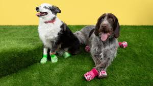 (LISTEN!) CROCS FOR DOGS!!!