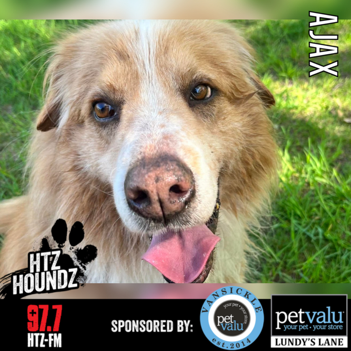 Ajax - HTZ HOUNDZ: Adoptable Dog of the Week