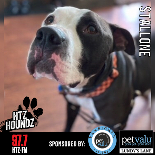 Stallone - HTZ HOUNDZ: Adoptable Dog of the Week