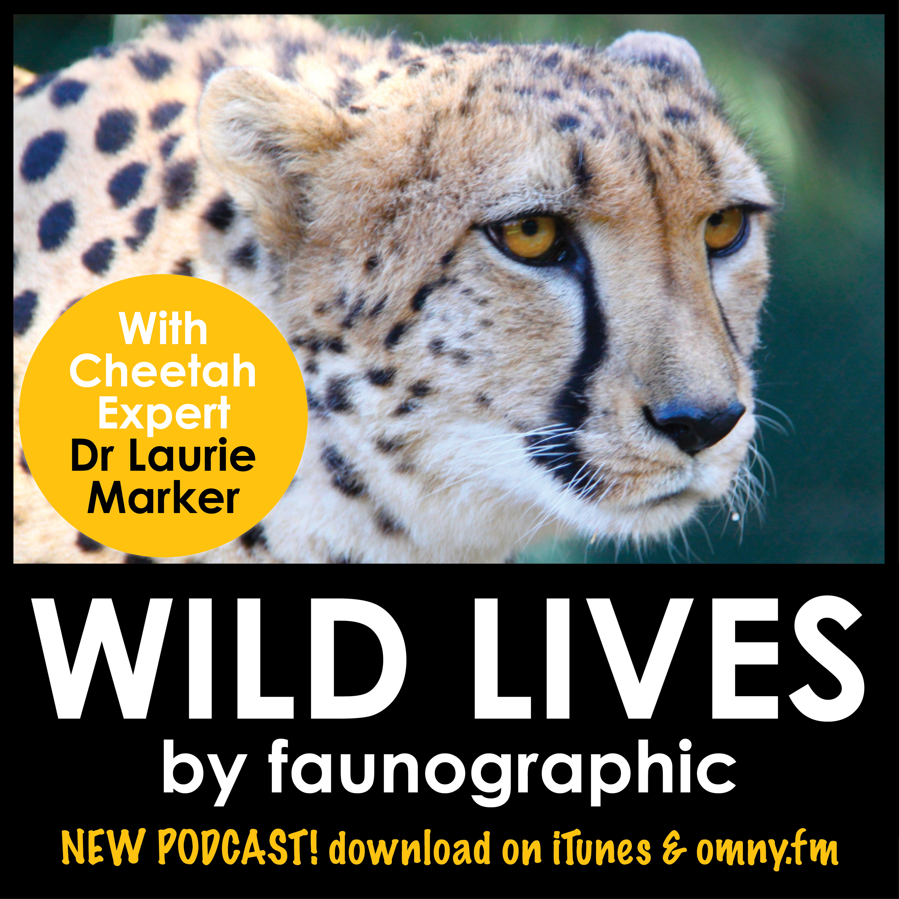 Cheetahs with legendary Big Cat expert Dr Laurie Marker