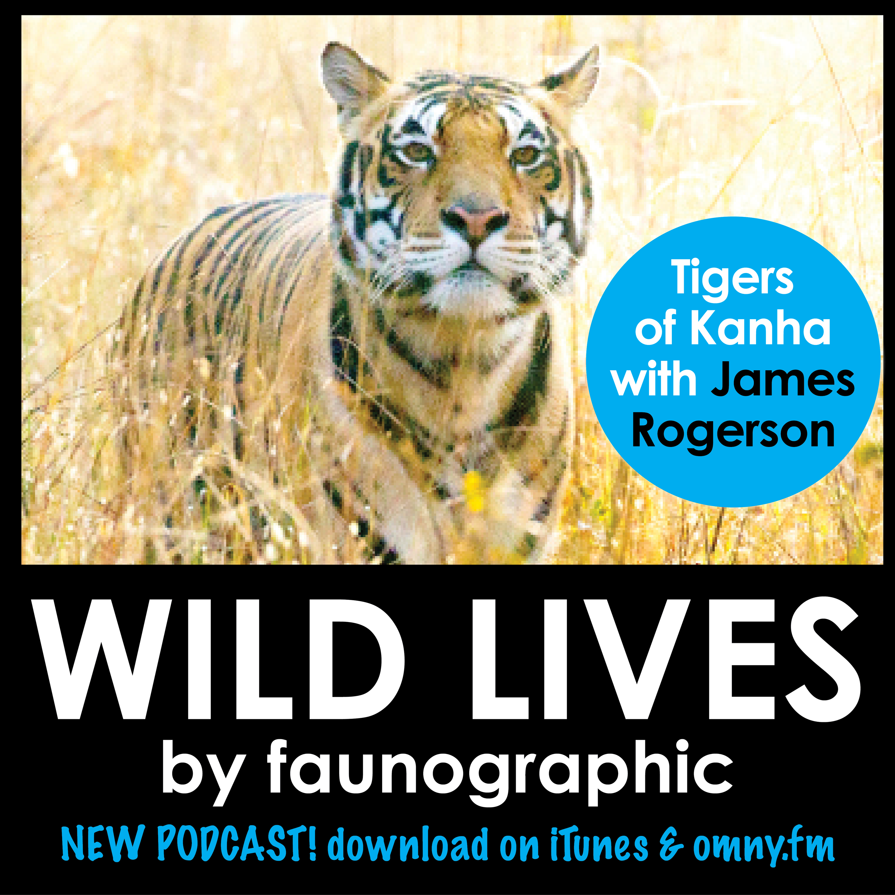 Tigers of Kanha with James Rogerson
