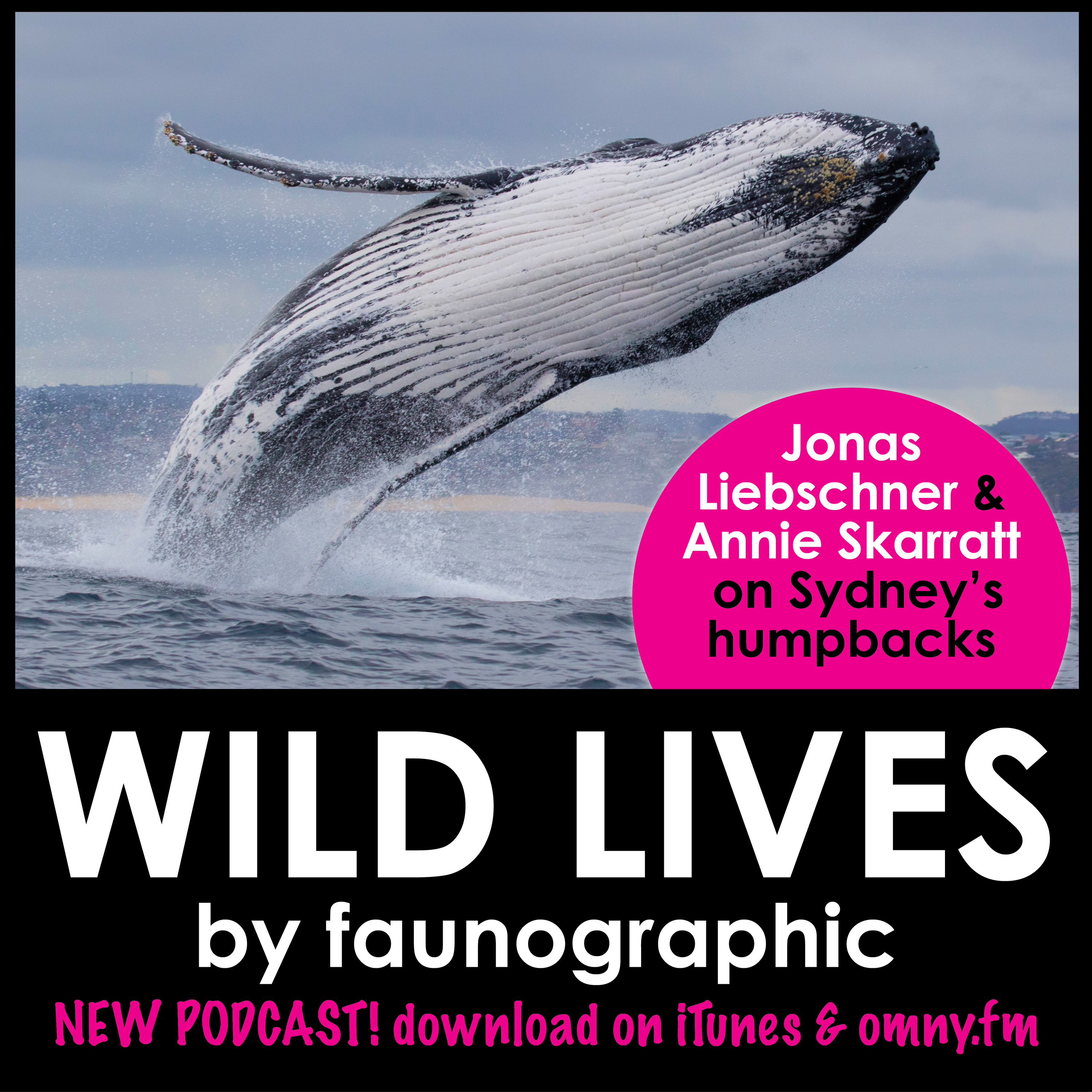 Whales of Sydney with Annie Skarratt & Jonas Liebschner