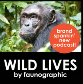 Welcome to WILD LIVES by Faunographic!