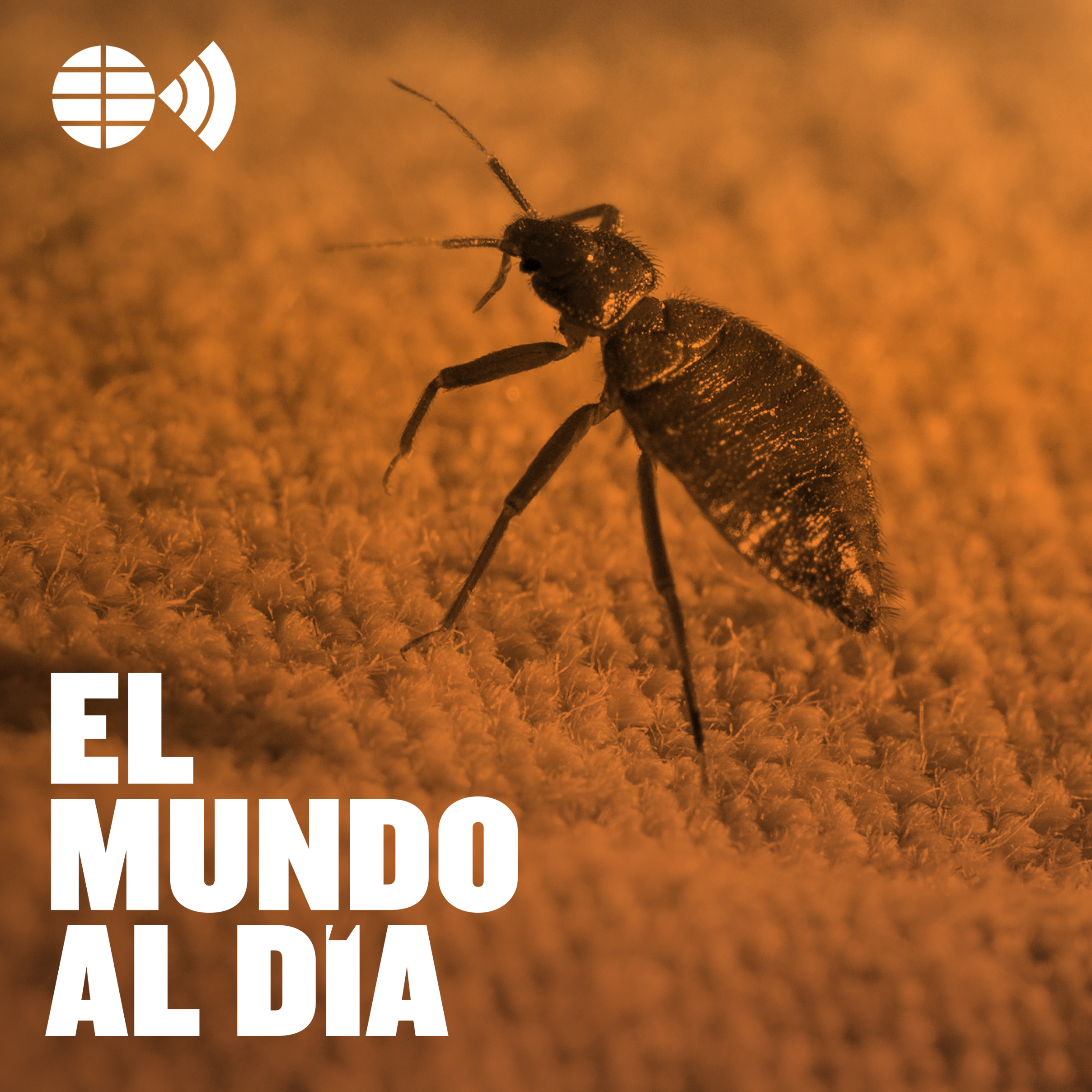 Plaga De Chinches: ¿por Qué Han Vuelto Y Cómo Detectarlas? - EL MUNDO ...