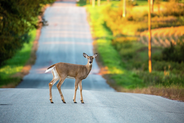 Overrated, Underrated or Properly Rated & stories of hitting a deer while driving