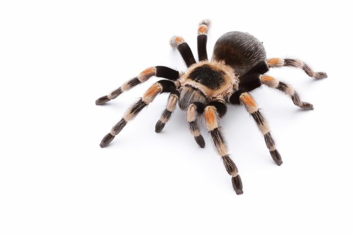 A ridiculous social media trend & look out for tarantulas across the US