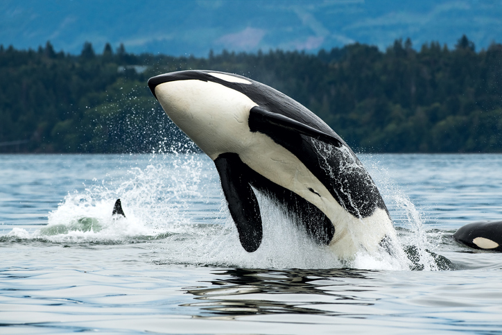 Scientists are covering up the real reason killer whales are attacking boats. Am I Wrong?