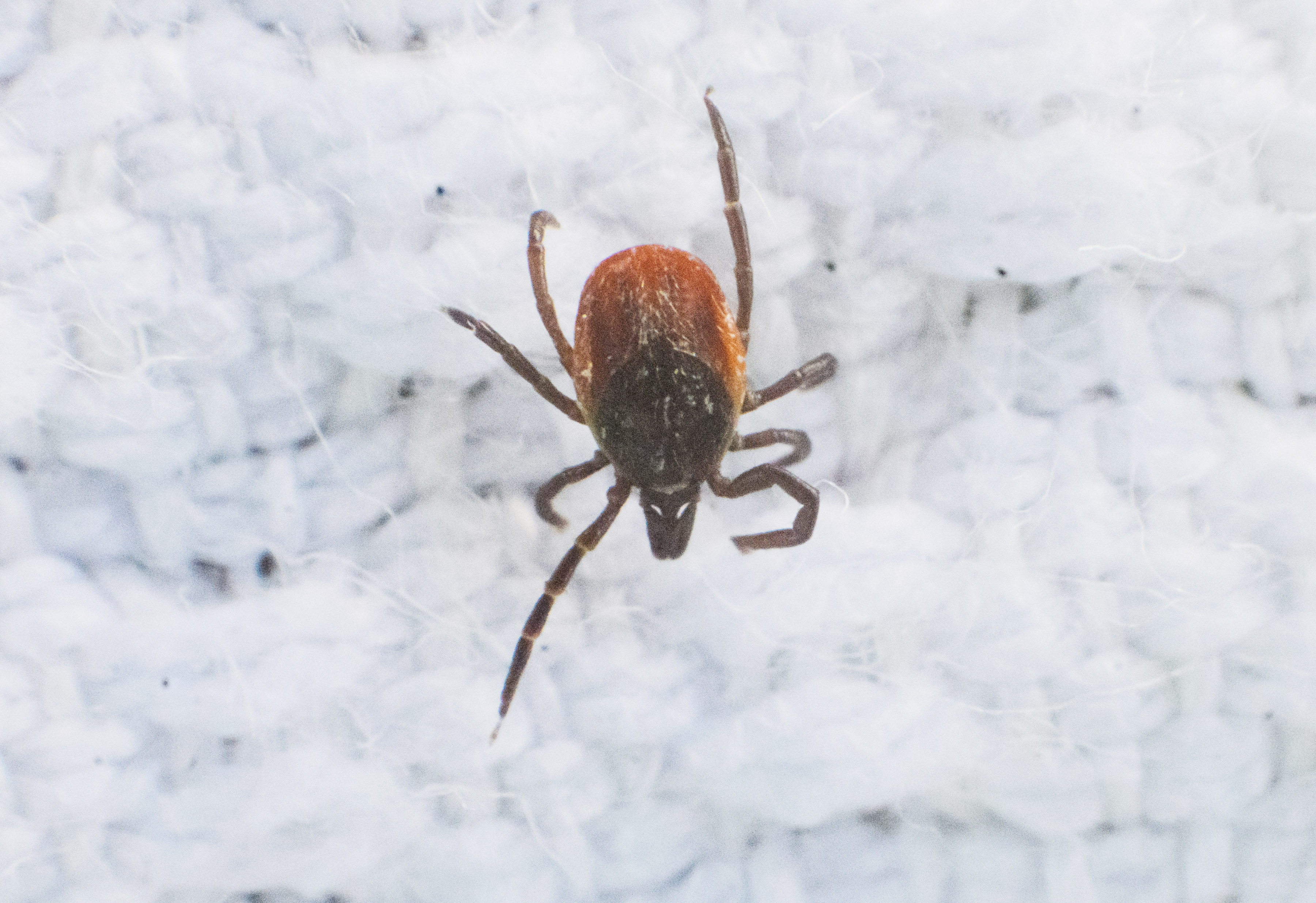 Why are tick bites causing meat allergies?