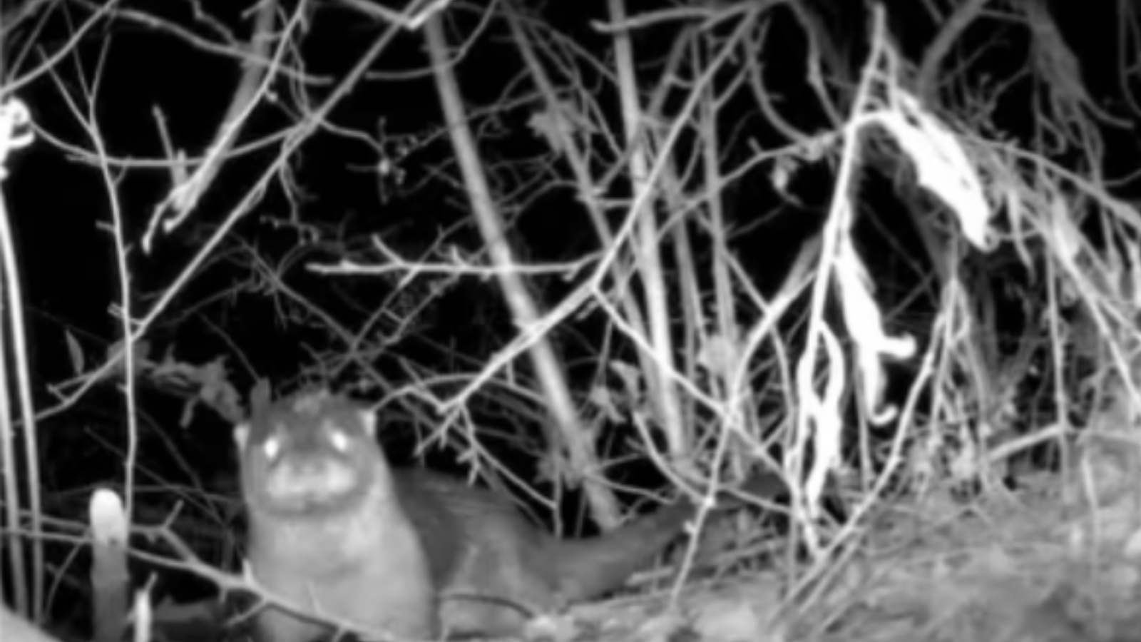 North American River Otter spotted at Ridley Creek for first time in 100 years