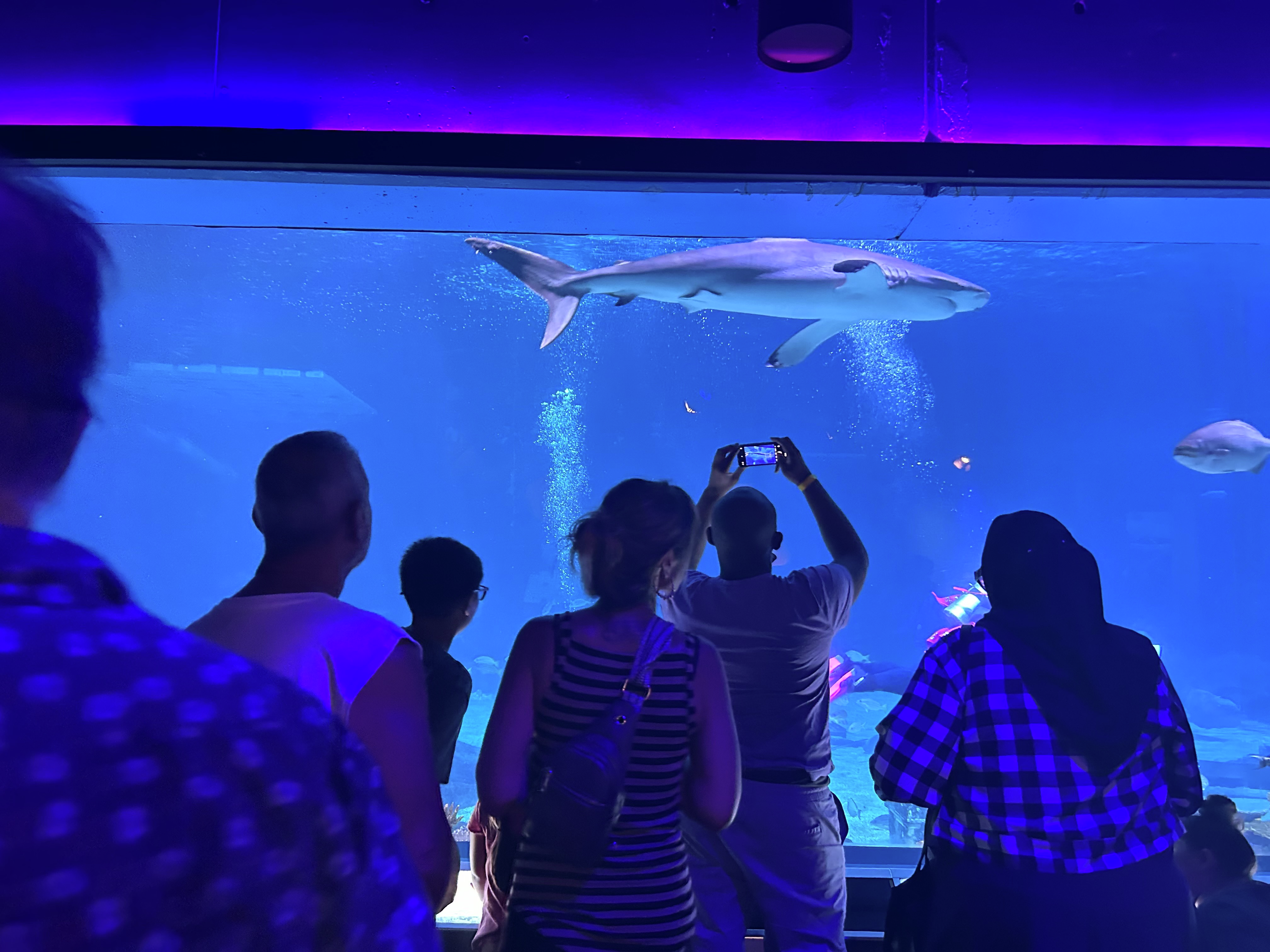 Celebrating sharks at the Adventure Aquarium in Camden