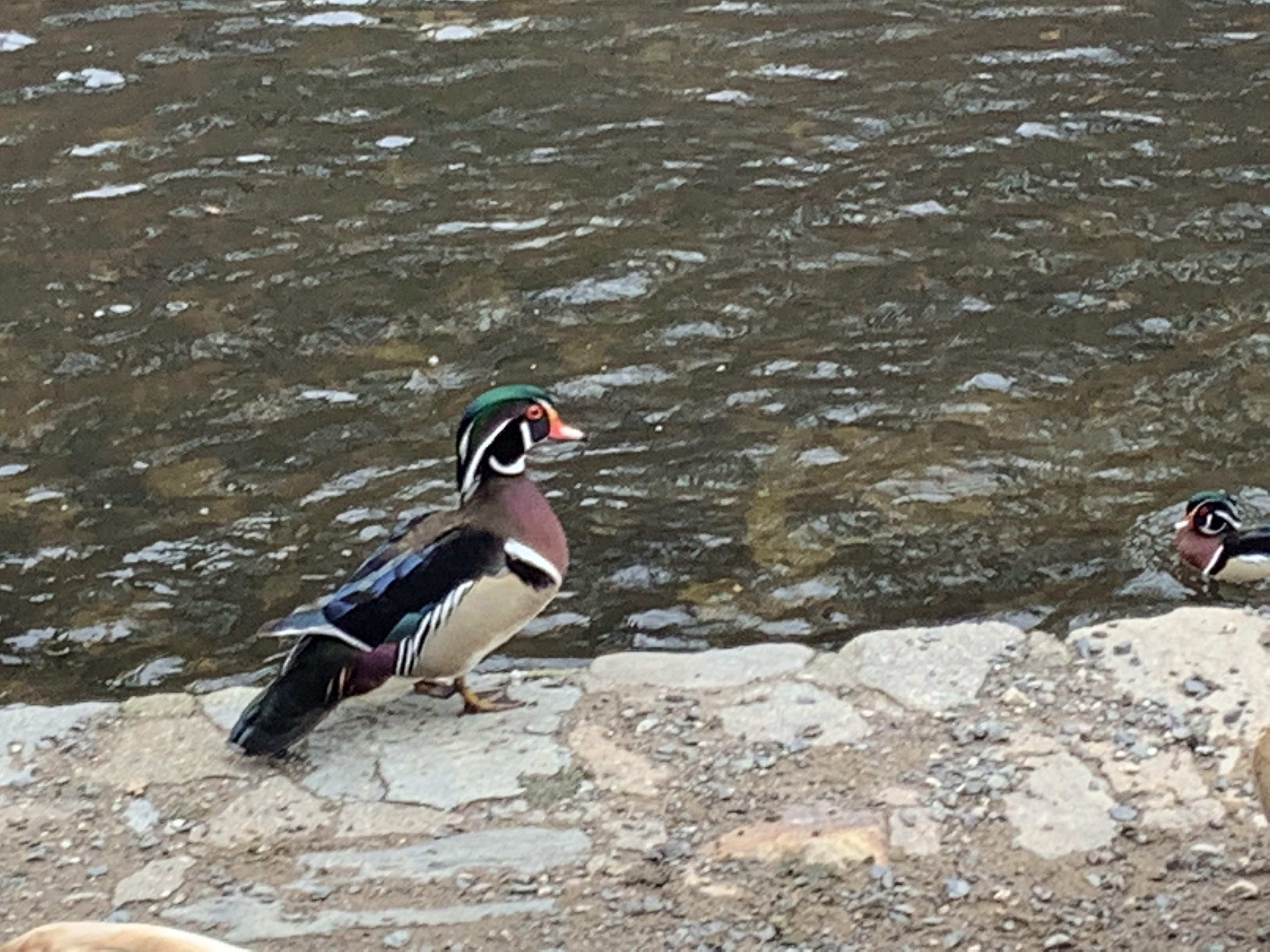 Wood ducks return to thrill visitors at Wissahickon Valley Park