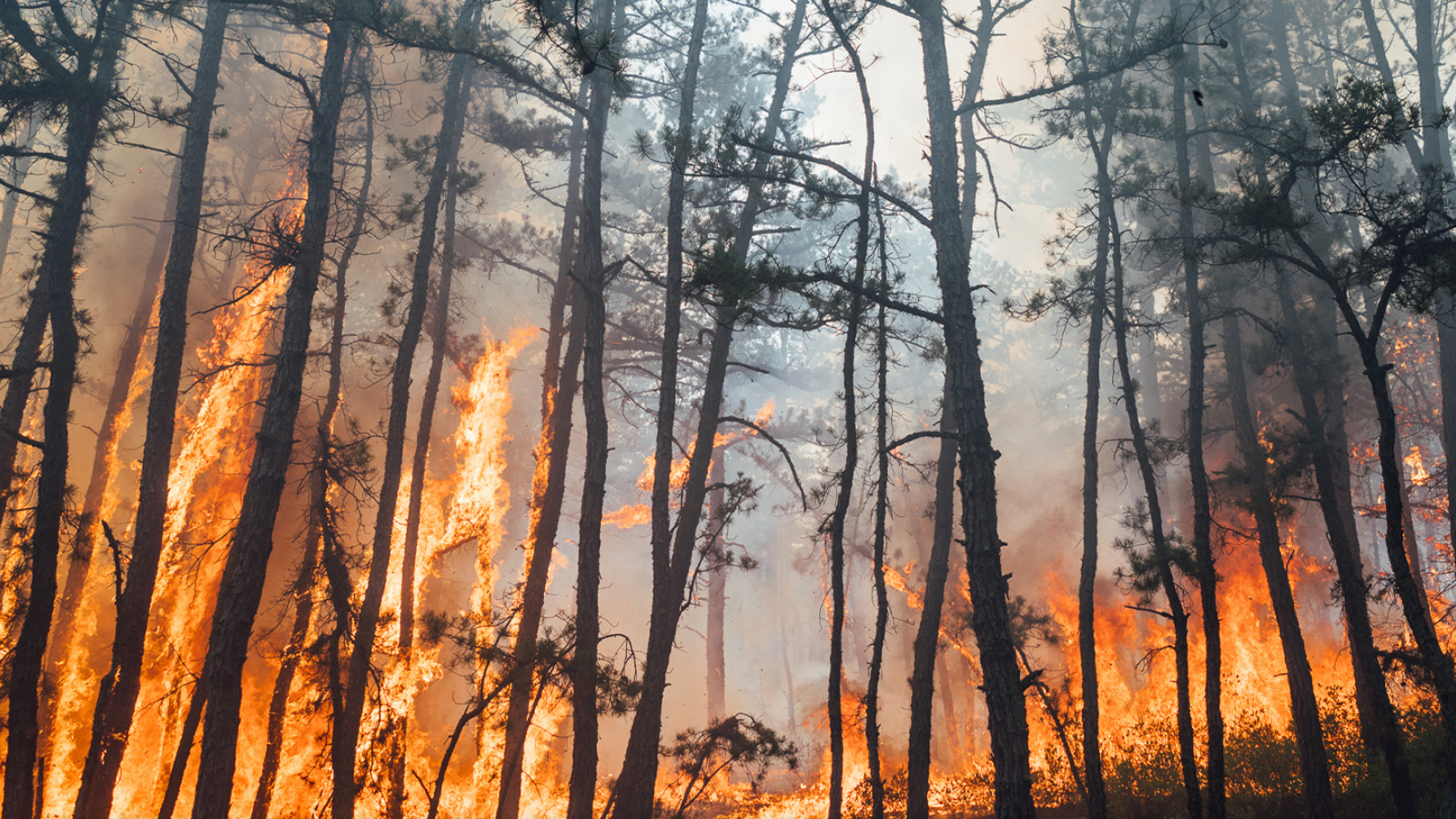 Fireworks identified as the cause of Wharton State Forest wildfire, officials say