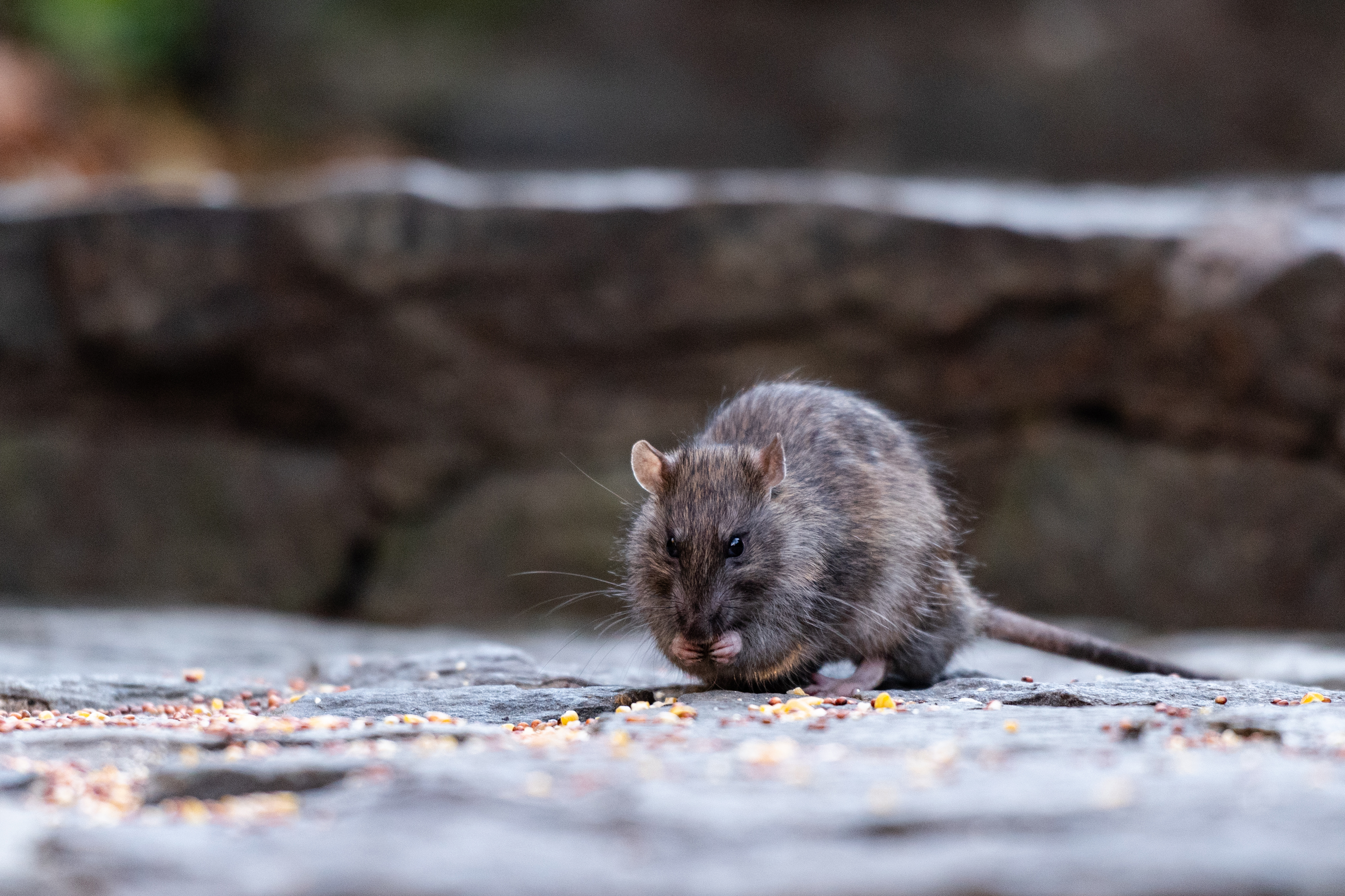 The most rat-infested city in the US may surprise you