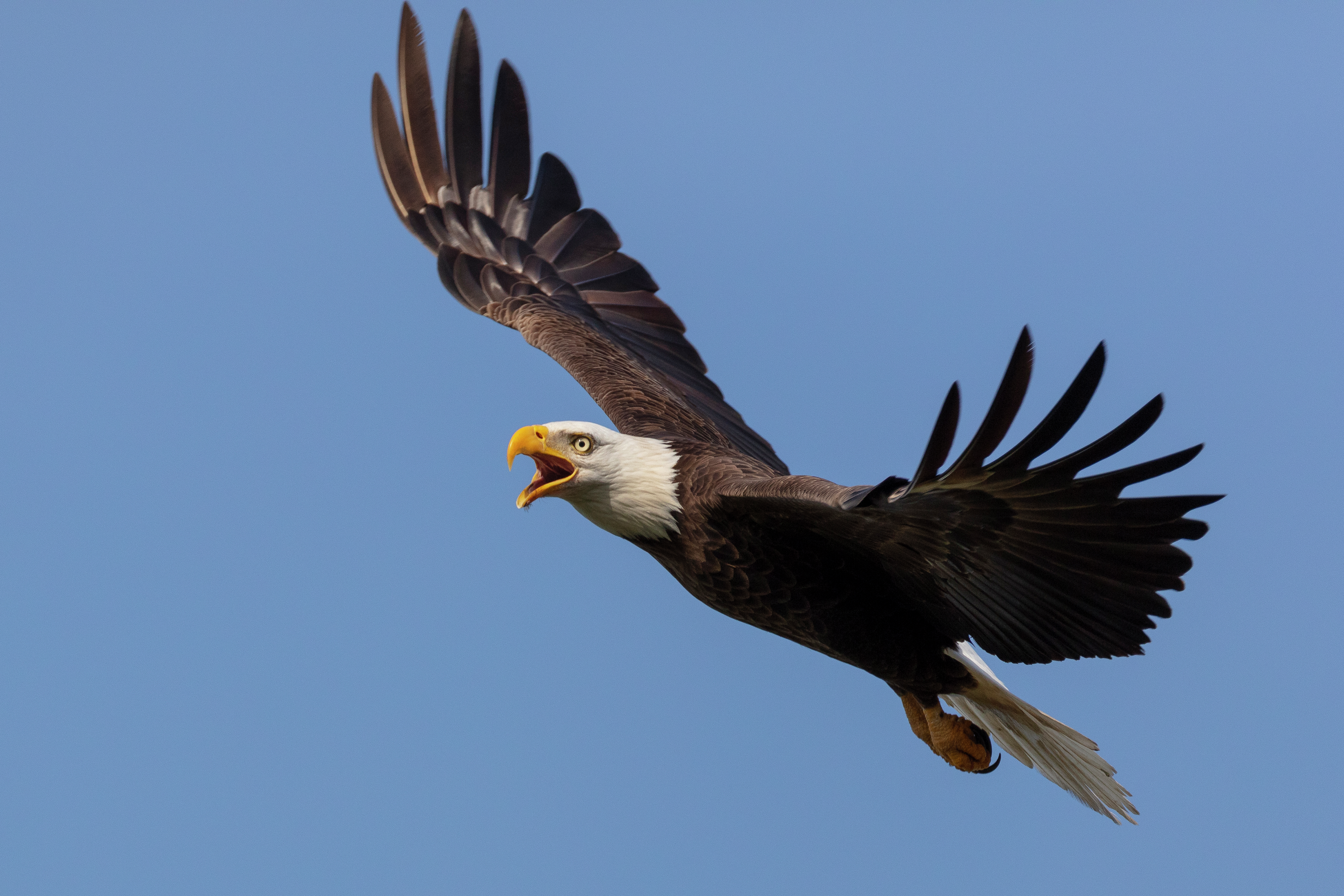 Bald eagles, osprey no longer considered endangered species in NJ