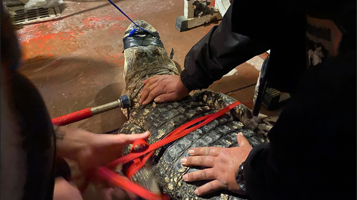 Animal control removes 8-foot alligator from North Philadelphia home