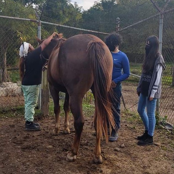 No-climb fences to go up at Roxborough high school farm after someone cut horses' manes