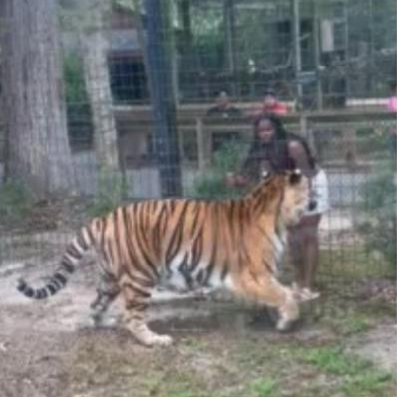 Woman who breached tiger enclosure at Cohanzick Zoo identified, charged