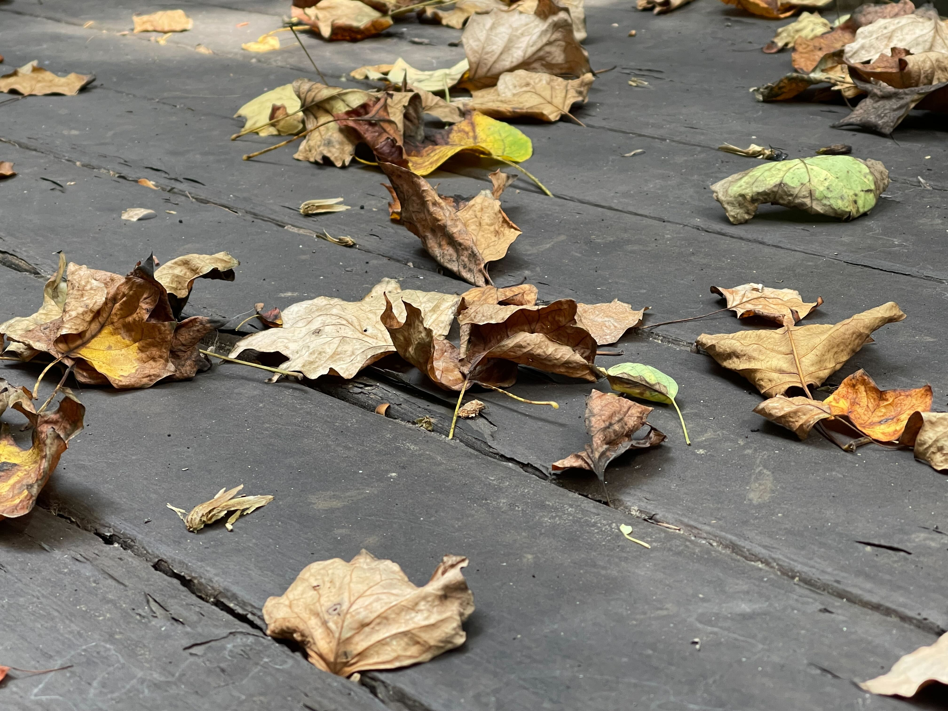 We're still in the dog days of summer, but trees are shedding leaves like it's the fall