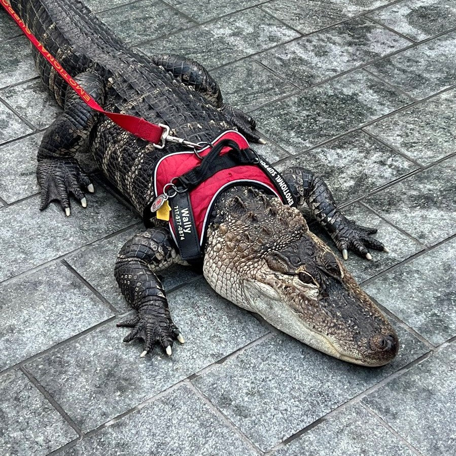 Wally, the emotional support gator that loved up LOVE Park, has an adorable backstory