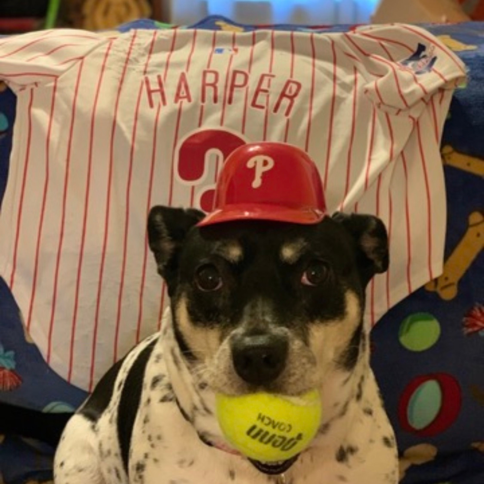 Harper the acrobatic emotional support dog lives up to her Phillies namesake